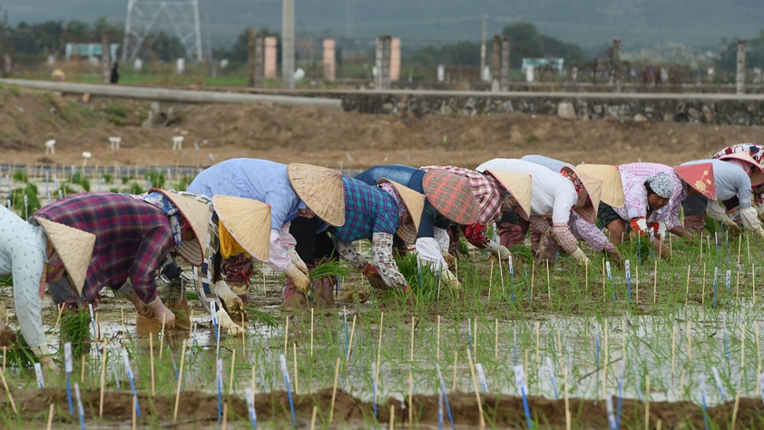 海南農(nóng)墾:農(nóng)業(yè)“國家隊”打贏改革“翻身仗”