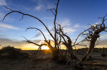 大漠&ldquo;怪樹林&rdquo;