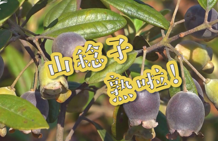 走向我們的小康生活丨山稔子熟啦！