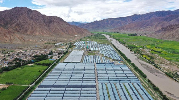 高原喜見(jiàn)&ldquo;壽光綠&rdquo;