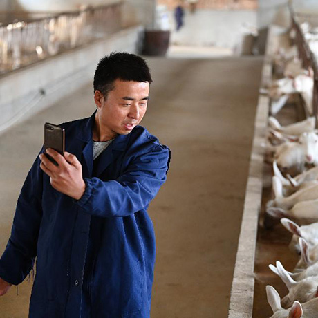 大學(xué)生&ldquo;羊倌&rdquo;成了致富&ldquo;領(lǐng)頭羊&rdquo;