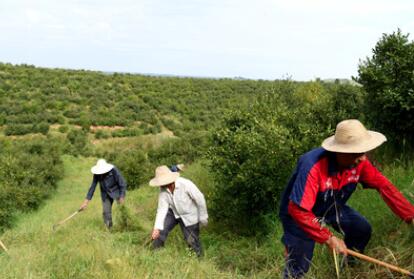 &ldquo;一畝油茶百斤油，又娶媳婦又蓋樓&rdquo;&mdash;&mdash;河南光山走上生態(tài)富民路