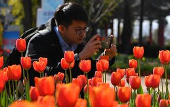 &ldquo;春城&rdquo;昆明郁金香盛開