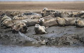 斑海豹洄游棲息遼河入?？? />  
<div>斑海豹洄游棲息遼河入?？?/div>
</a> 
</div>
<div   id=