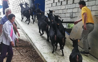 華能?？陔姀S：脫貧攻堅齊心力 貧困鄉(xiāng)村煥新顏