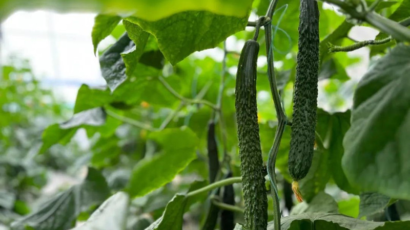 黃瓜發(fā)育“開關”找到
