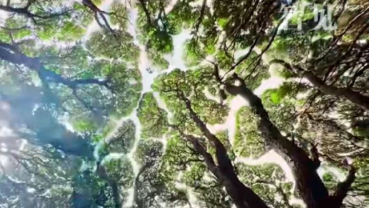 樹木為何會相互“禮讓”？