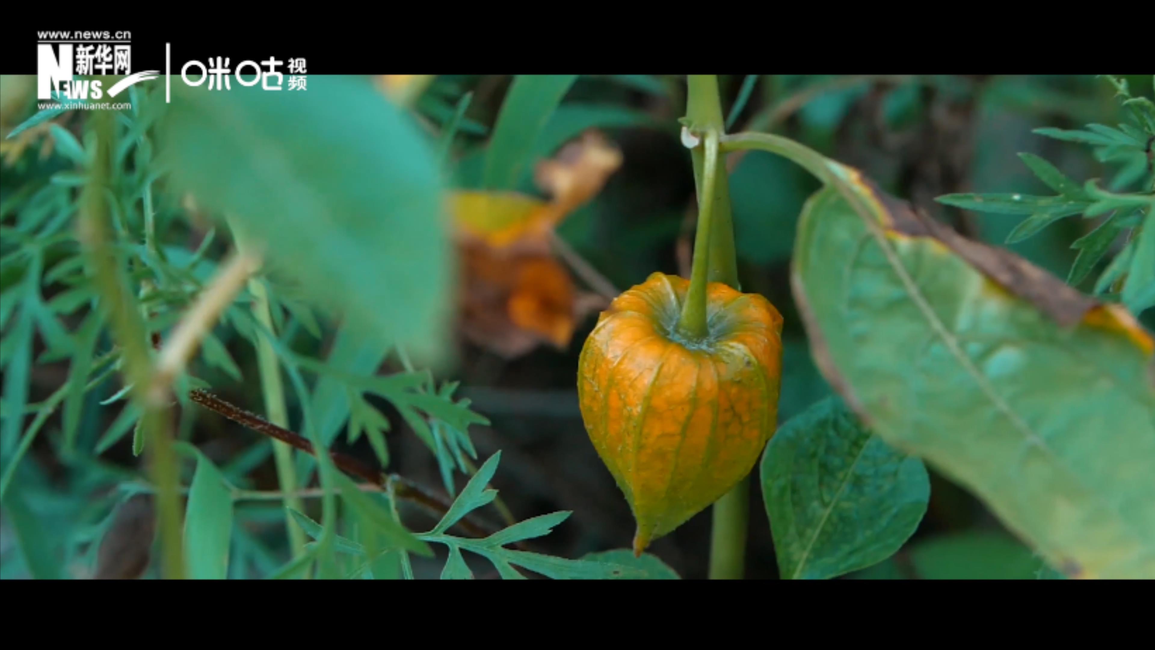 第十九集:森林密語(yǔ)