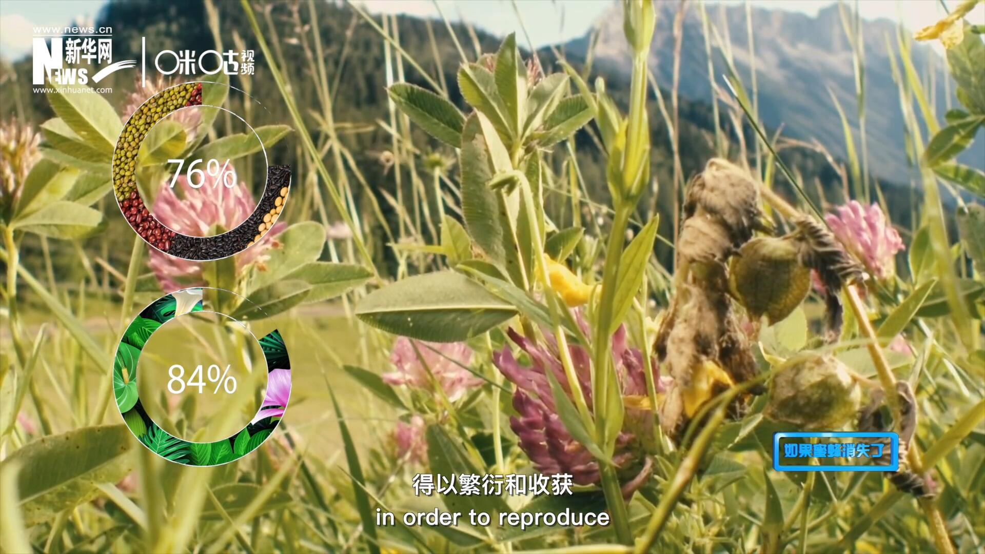 世界上百分之七十六的糧食作物和百分之八十四的植物，通過(guò)蜜蜂傳授花粉得以繁衍和收獲