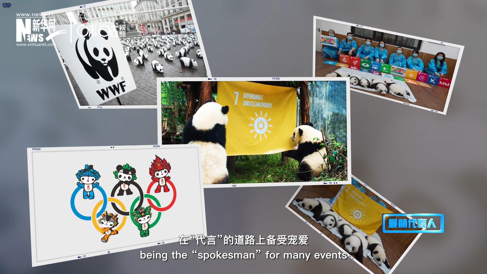 大熊貓?jiān)谑澜绺鞯厝Ψ蹮o數(shù)，在&ldquo;代言&rdquo;的道路上備受寵愛。