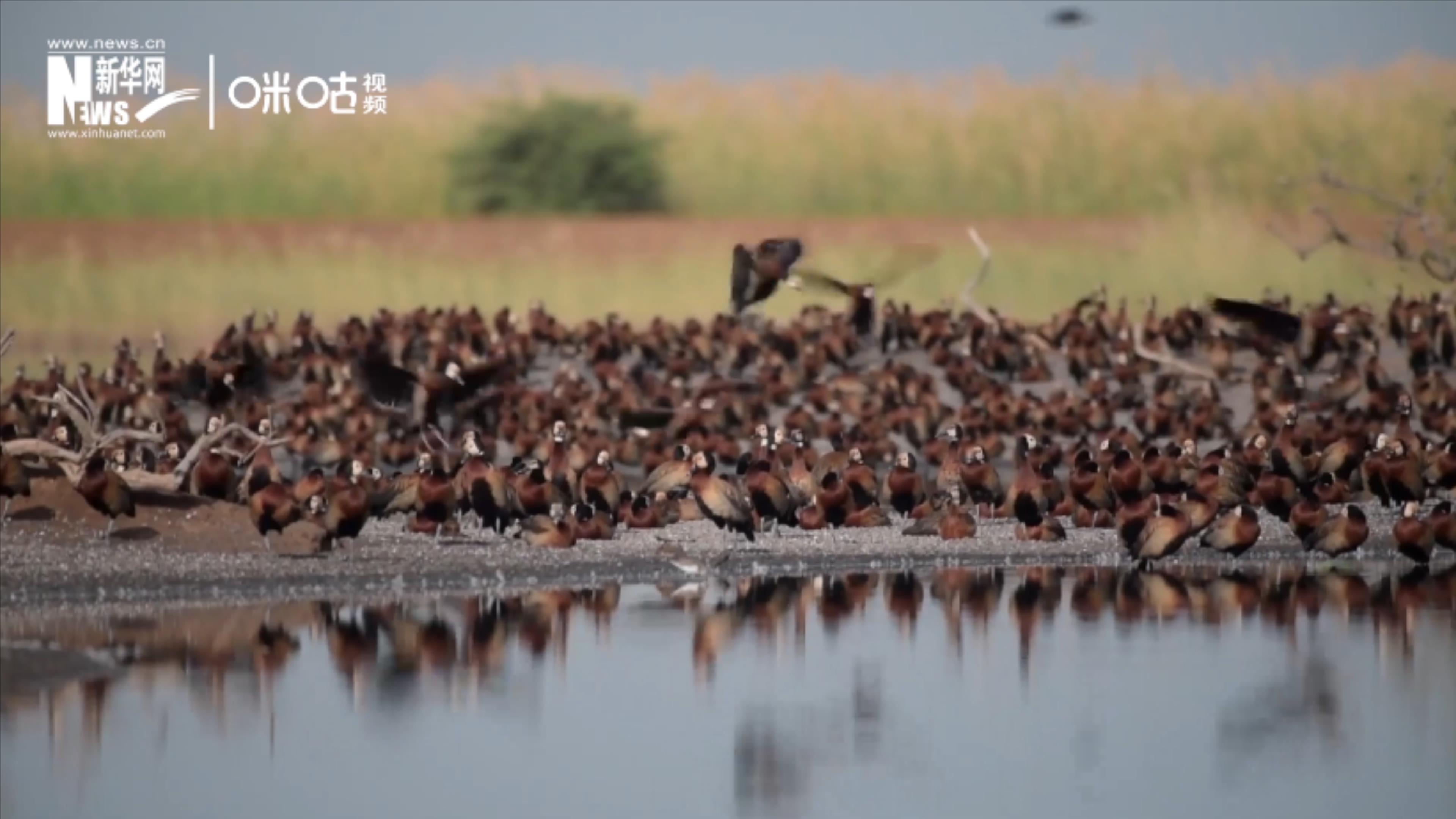 候鳥(niǎo)將人類、生態(tài)系統(tǒng)和世界各國(guó)連在一起