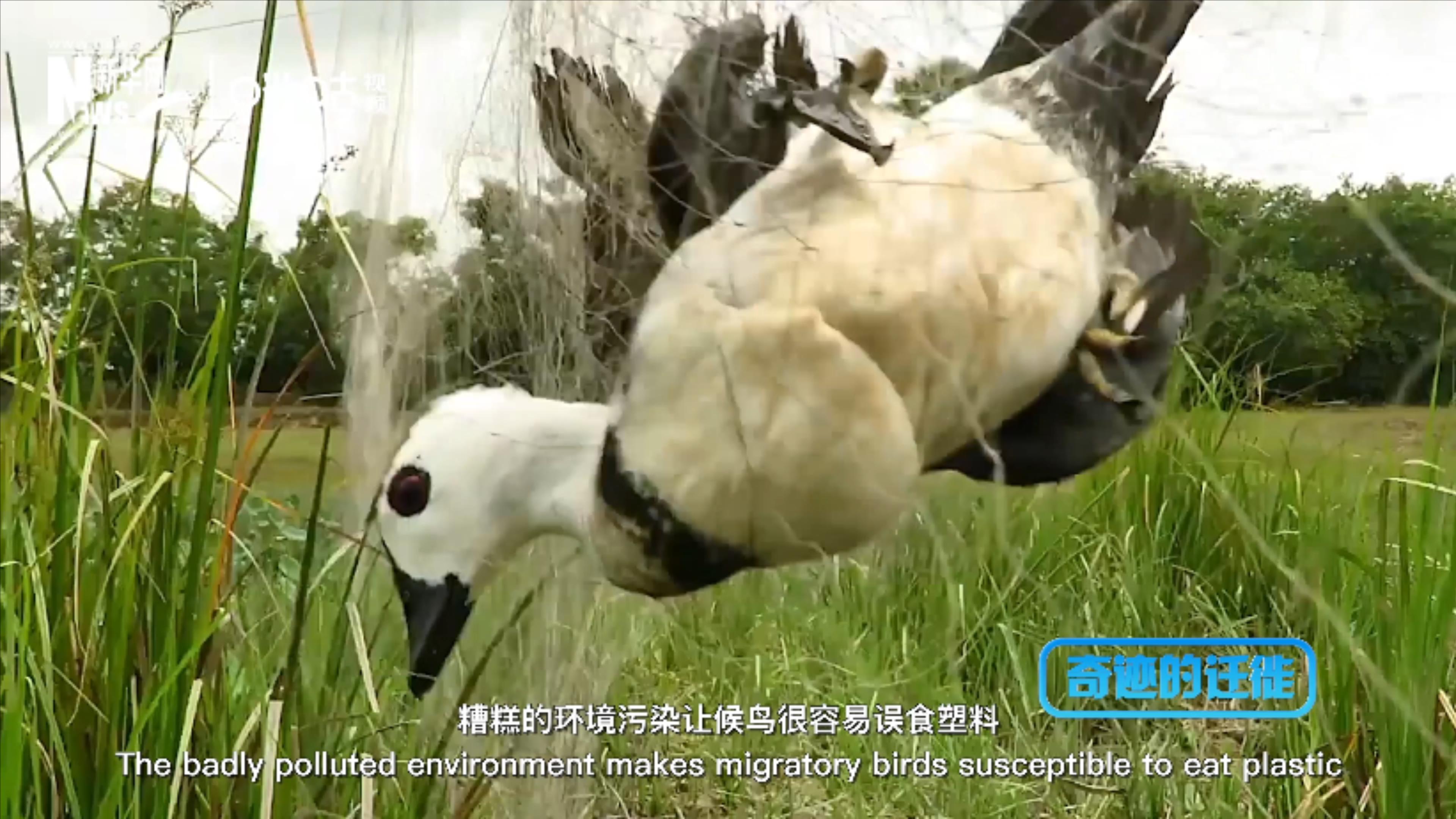 棲息地減少、環(huán)境污染、捕殺正威脅著候鳥(niǎo)的生存