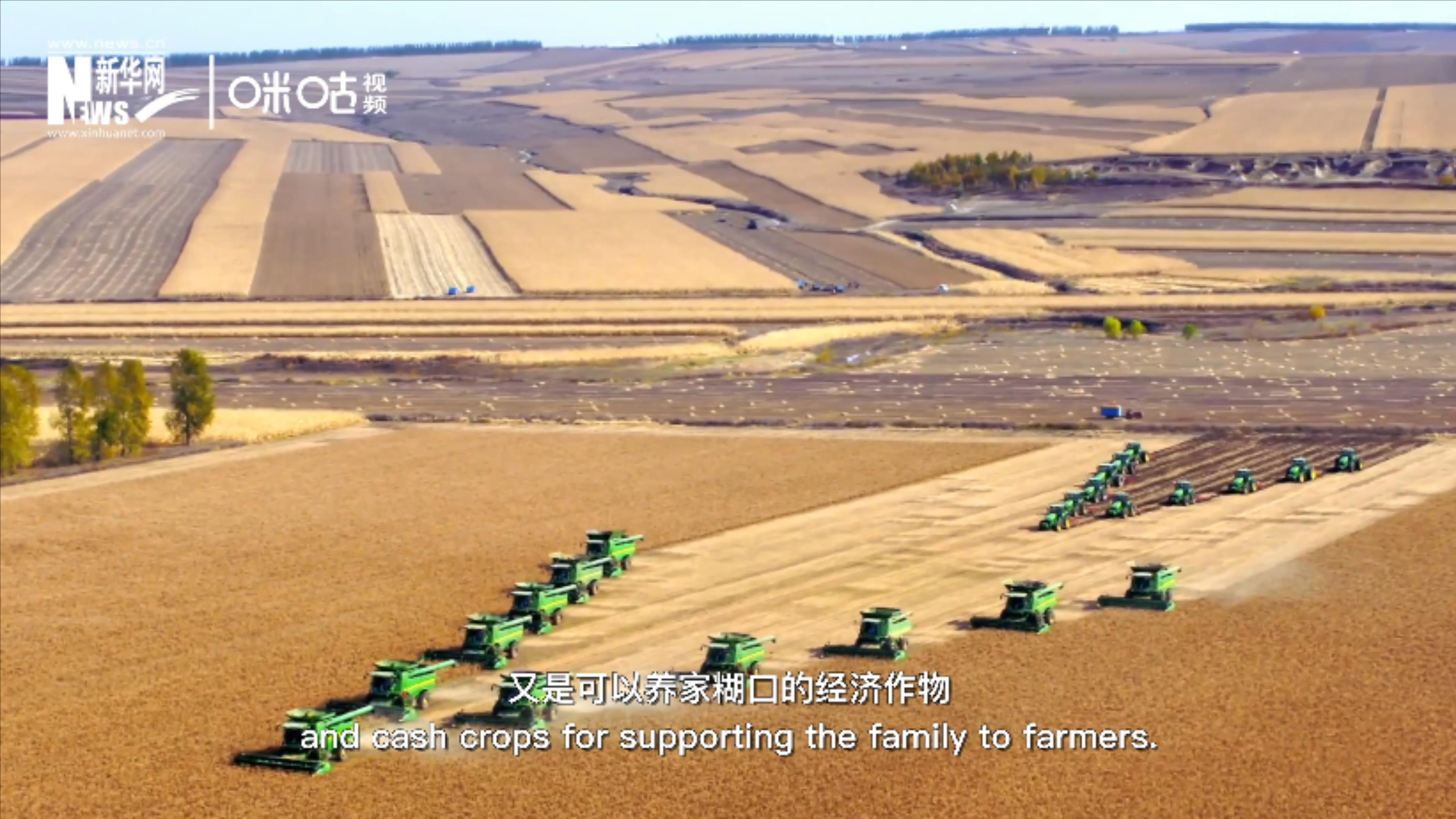 豆類既是可以擺上餐桌的食物，又是可以養(yǎng)家糊口的經(jīng)濟(jì)作物