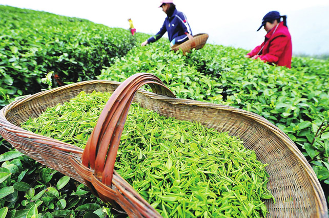 西湖龍井像LV包，原因在這里