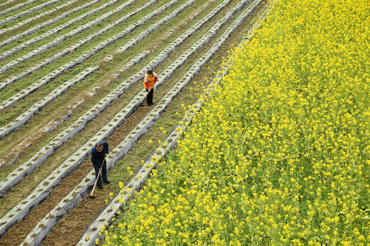 新華社評論員:防疫不誤農(nóng)時(shí)，固本首在&ldquo;三農(nóng)&rdquo;