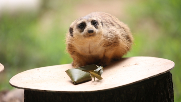 歡樂&ldquo;粽&rdquo;動(dòng)員！小動(dòng)物們吃上了&ldquo;專屬&rdquo;粽子