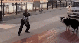 &ldquo;邊牧&rdquo;打排球戰(zhàn)勝小區(qū)保安