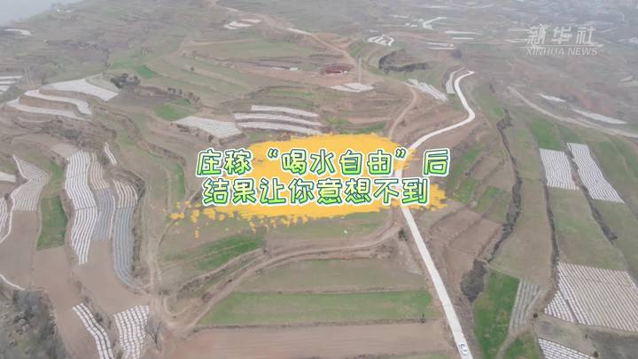 新華全媒+|莊稼&ldquo;喝水自由&rdquo;后 結(jié)果讓你意想不到