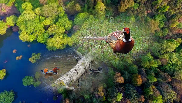 世界地球日丨神奇珍稀動物在哪里？車八嶺國家級自然保護區(qū)走一波