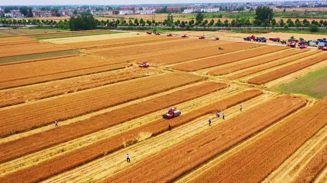 瞰豐收！風(fēng)吹麥浪 &ldquo;鐵馬&rdquo;馳騁