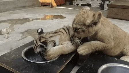 &ldquo;萌萌噠&rdquo;！虎獅&ldquo;姊妹花&rdquo;