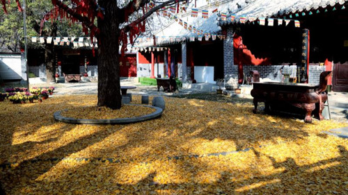 臨沂小伙回老家，爹媽往后備箱里塞活豬