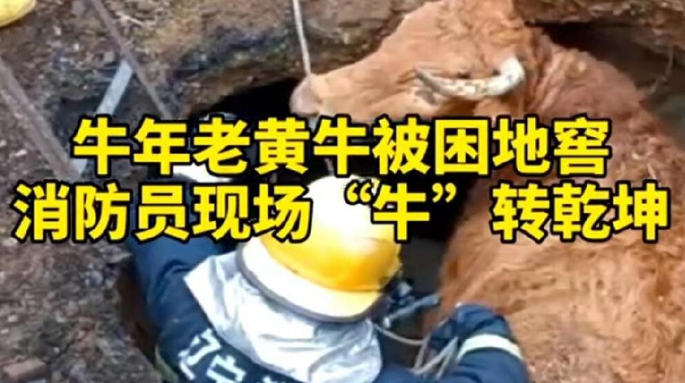 牛年老黃牛被困地窖，消防員現(xiàn)場(chǎng)&ldquo;牛&rdquo;轉(zhuǎn)乾坤！