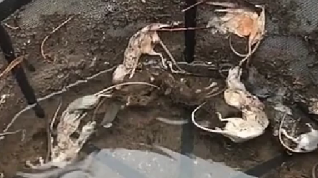 鼠患嚴重 澳女子水箱中發(fā)現(xiàn)數十只死老鼠