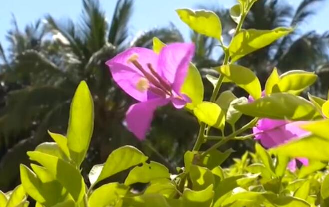 海南：超40℃！多市縣發(fā)布高溫預警