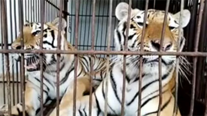 專(zhuān)家分析：老虎咬死飼養(yǎng)員事件 暴露哪些問(wèn)題？