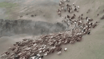 新疆福?？h43萬牲畜踏上夏季轉(zhuǎn)場(chǎng)路