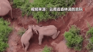 &ldquo;象&rdquo;往何方？野象群持續(xù)向南行進(jìn)