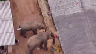 圈粉無數(shù)的&ldquo;大象旅行團&rdquo;走到哪兒了？