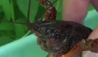 封殺！ 日本擬將小龍蝦指定為外來入侵物種