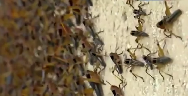 恐怖！ 漫天飛舞 俄邊疆區(qū)遭蝗蟲、瓢蟲侵襲