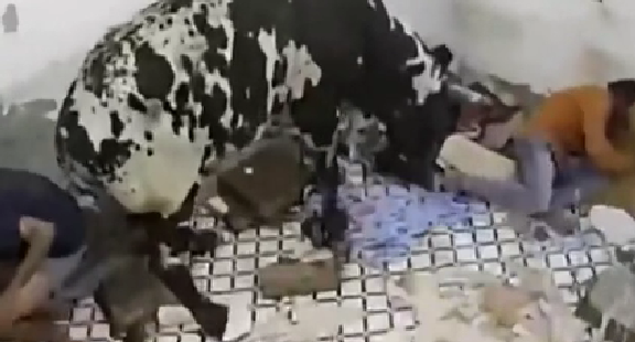 驚嚇！ 印度公牛打架沖進屋子 男子奪門而出