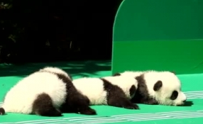 &ldquo;萌神&rdquo;駕到！新生熊貓寶寶&ldquo;C位&rdquo;亮相