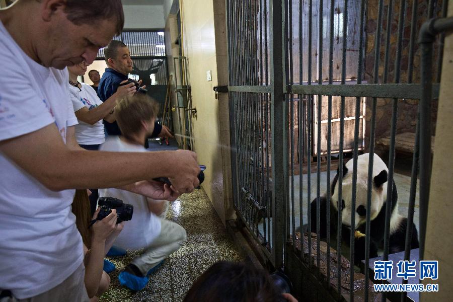 (晚報(bào))(2)“歐洲熊貓粉絲四川探親之旅”自駕團(tuán)抵達(dá)成都