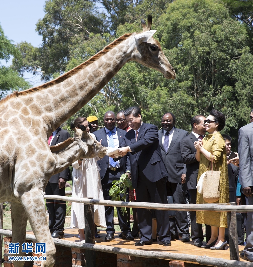 12月2日，國家主席習(xí)近平在津巴布韋考察野生動物救助基地。在基地負責(zé)人陪同下，習(xí)近平和夫人彭麗媛察看了基地救助的野生動物，并給大象、長頸鹿遞喂水果、樹葉。新華社記者 黃敬文 攝 