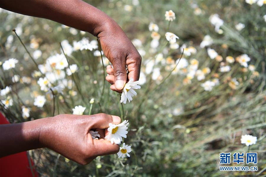 （國(guó)際&middot;中非合作論壇）（4）中國(guó)技術(shù)讓肯尼亞除蟲菊種植者受益頗多