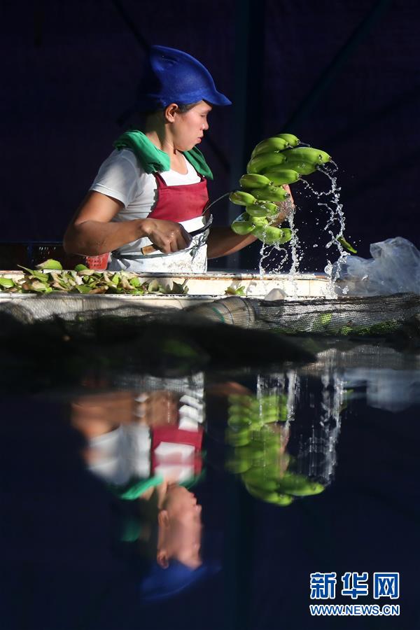 （國際&middot;圖文互動(dòng)）（2）菲律賓香蕉&ldquo;北上&rdquo;記