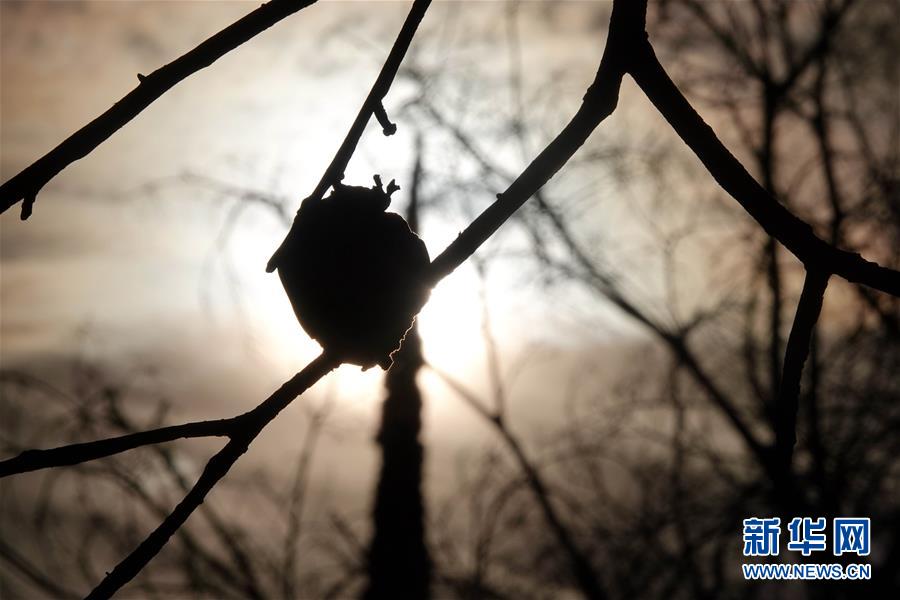 （國際&middot;圖文互動）（10）一場山火，讓這個冬天格外冷&mdash;&mdash;探訪美國加州山火災(zāi)區(qū)