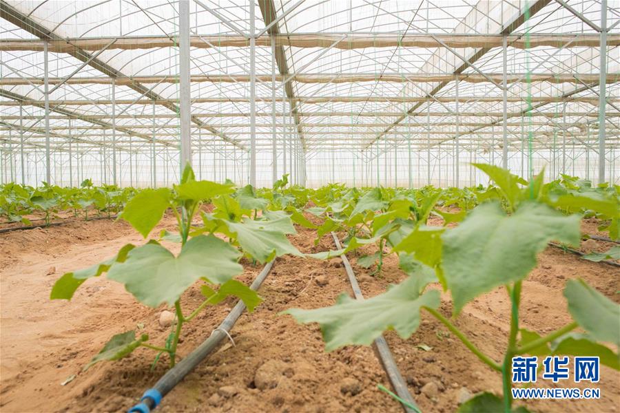 (國際·“一帶一路”高峰論壇·圖文互動)(6)荒漠正在成為瓜果飄香的綠洲——記中國國機(jī)重工埃及現(xiàn)代農(nóng)業(yè)溫室項目
