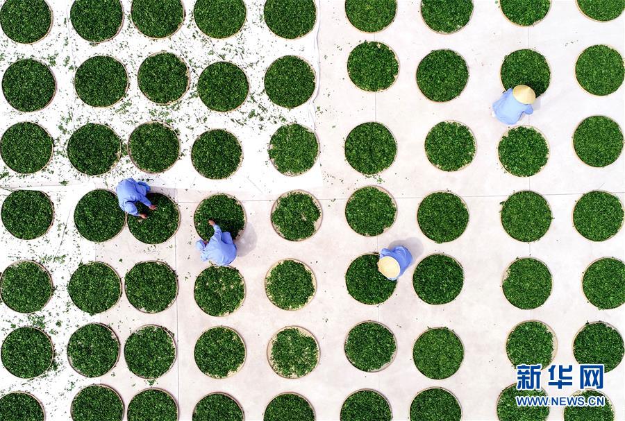 （亞洲文明對(duì)話(huà)大會(huì)）（7）茗香亞洲 茶韻綿長(zhǎng)