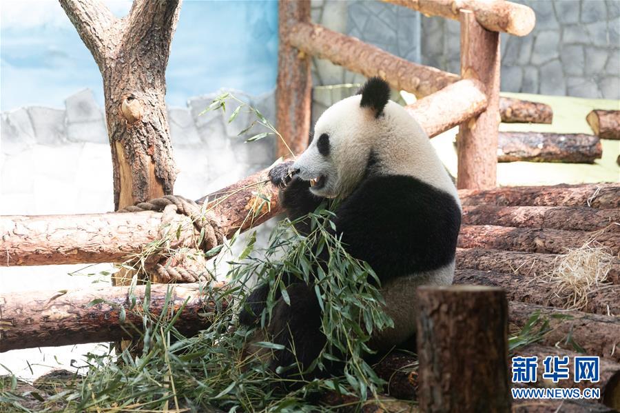 （習(xí)近平出訪配合稿&middot;圖文互動(dòng)）（3）通訊：&ldquo;友誼使者&rdquo;中國大熊貓入住莫斯科新家