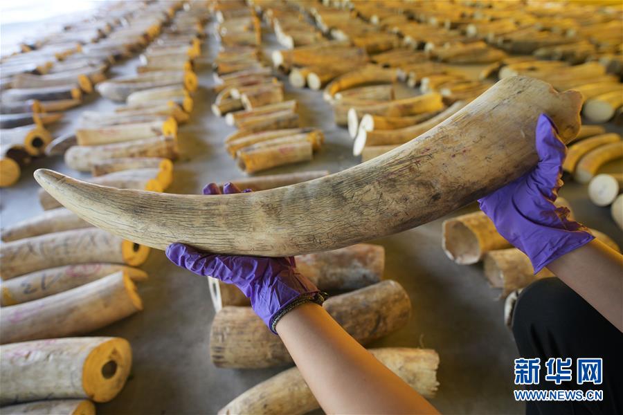 (國際)(1)新加坡截獲史上數(shù)量最多的走私象牙