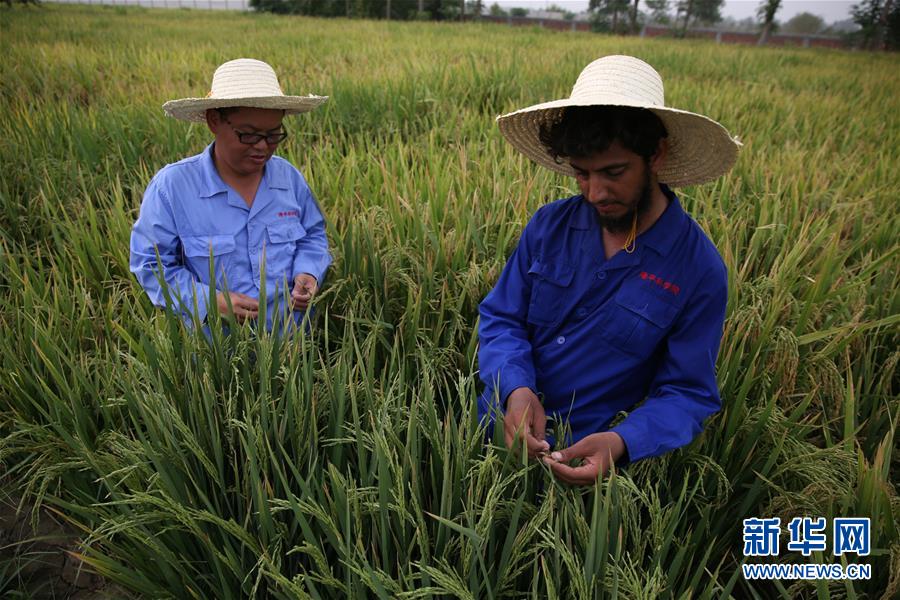 （國際&middot;圖文互動）（1）通訊：達則兼濟天下&mdash;&mdash;記在巴基斯坦教授雜交水稻技術(shù)的中國專家
