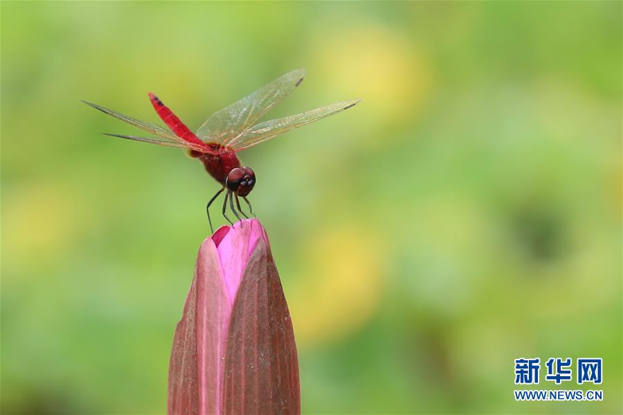 （國際&middot;年終報(bào)道）（7）2019，精&ldquo;彩&rdquo;紛呈