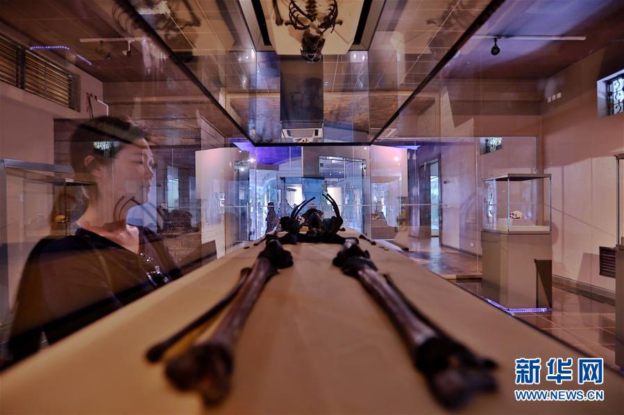 (國際)(11)探訪非洲博物館