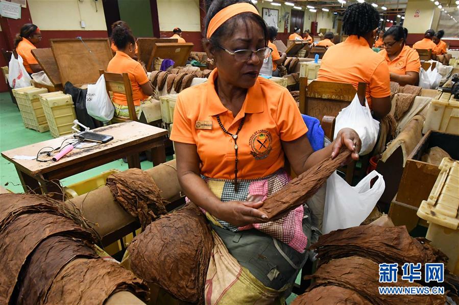 (國(guó)際·圖文互動(dòng))(6)古巴優(yōu)質(zhì)手卷雪茄誕生記——訪古巴最大雪茄廠